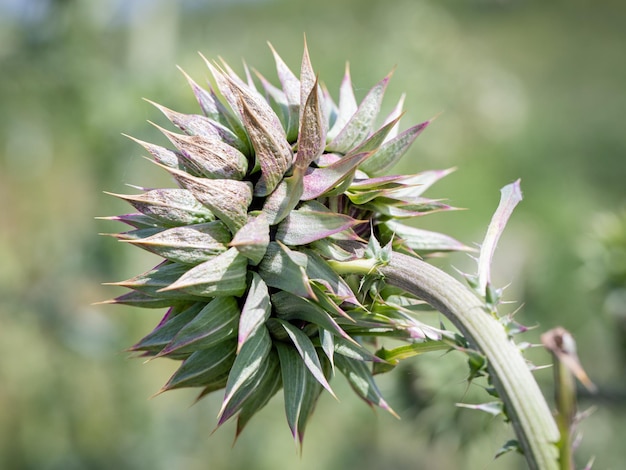 Blessed thistle pink flowers, close-up. Herbal medicinal plant Silybum marianum. pink thistle flower