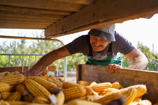 Blije boer is tevreden met zijn maïsoogst op het platteland