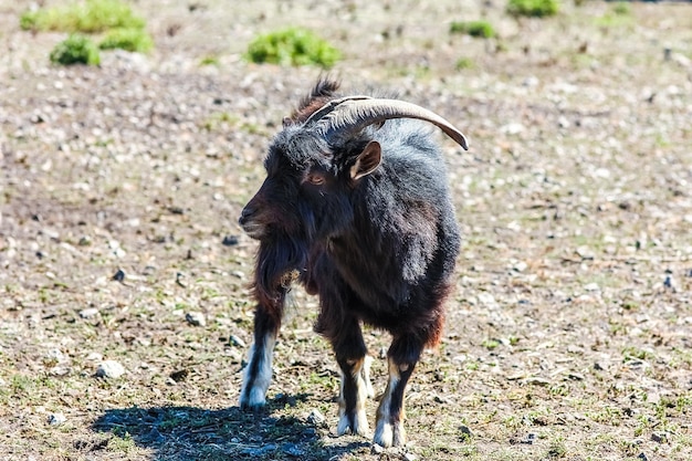 Blije geit in de dierentuin in de natuur