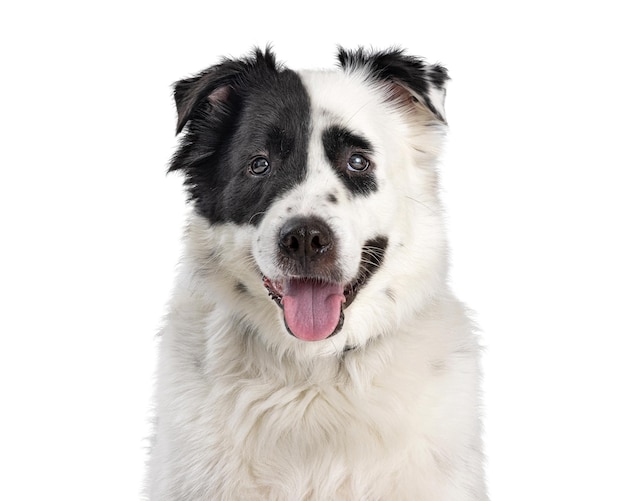 Blije grote hond glimlachen