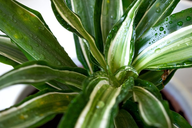 Blijf thuis en tuinier. Close up van groene verse dracaena Malaika bloemen op witte achtergrond met waterdruppels van irrigatie. Stedelijk jungle interieurconcept.