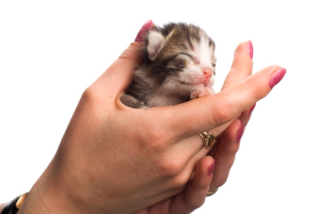 Blind kittens on a hand.