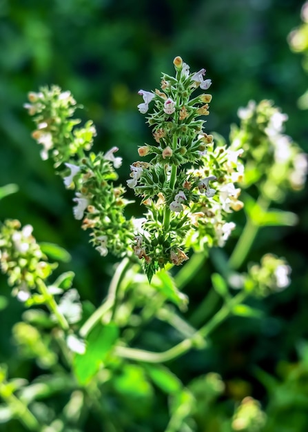 Blind nettle blooms in a field against a background of green grass