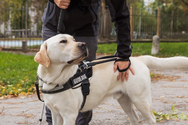 Blind woman in the company of a guide dog walking along a city park