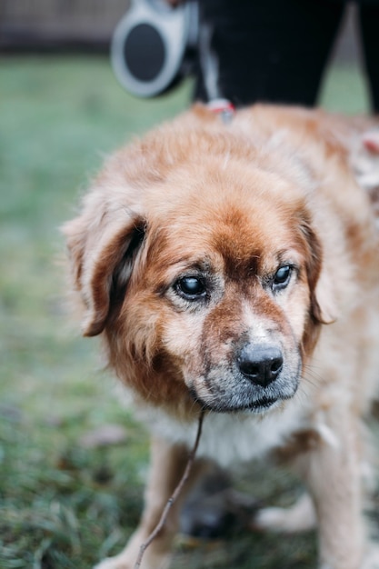 blind zieke rode hond