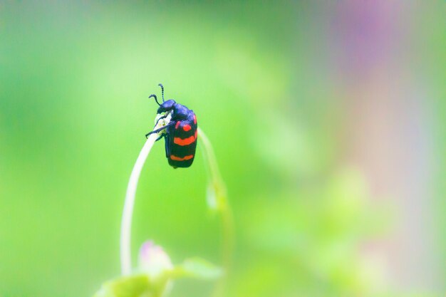 A blister beetle perching on a small tree branch Mylabris quadripunctata