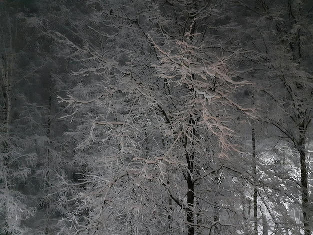 写真 雪嵐 樹木は白雪で覆われている 街の夜 雪嵐が木々を吹き飛ばした