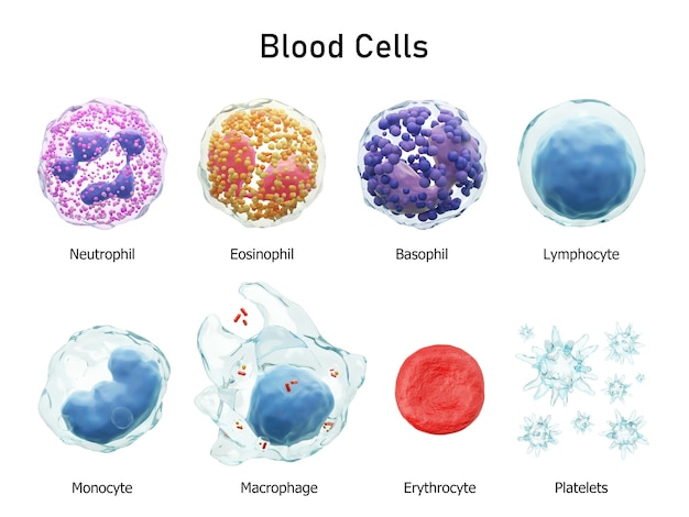 Bloedcellen serie neutrofielen eosinofielen basofielen lymfocyten monocyten macrofagen erytrocyten en bloedplaatjes transparant materiaalontwerp geïsoleerde witte achtergrond 3d render