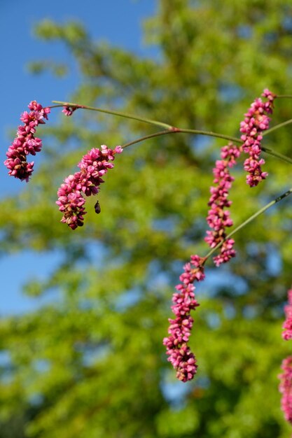 Bloedende tuin in Duitsland.