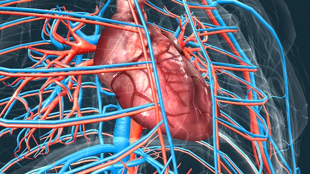 Bloedsomloop of cardiovasculair systeem