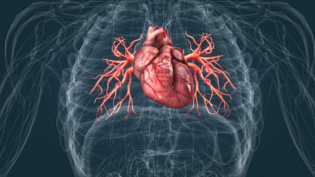 Bloedsomloop of cardiovasculair systeem