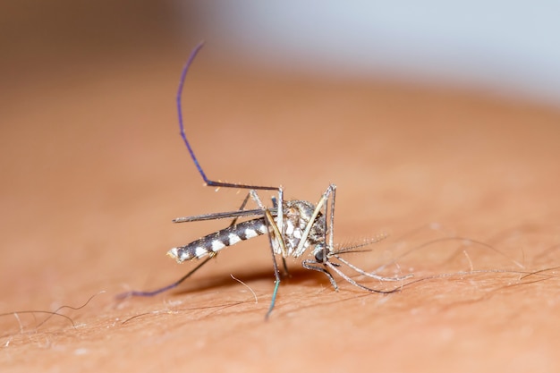 Bloedzuigende mug (Aedes aegypti), drager van de knokkelkoorts