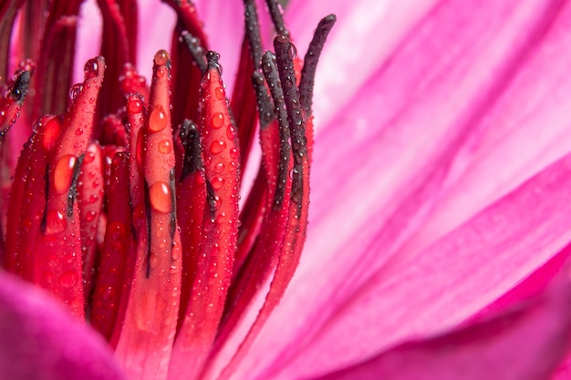 bloei bloem natuurlijke zomer roze