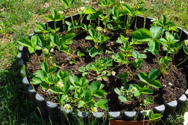 Bloei van aardbeienspruiten op een rond bed in uw tuin Milieuvriendelijke bes gekweekt door een boer in de zomer in de dorpsoogst