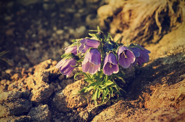 Bloei van blauwe berg alpine bellflower in natuur bloemen achtergrond vintage stijl