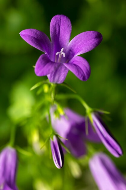 Bloei van blauwe berg alpine klokje in de natuur, Campanula alpina. Floral achtergrond. Detailopname. Selectieve aandacht.