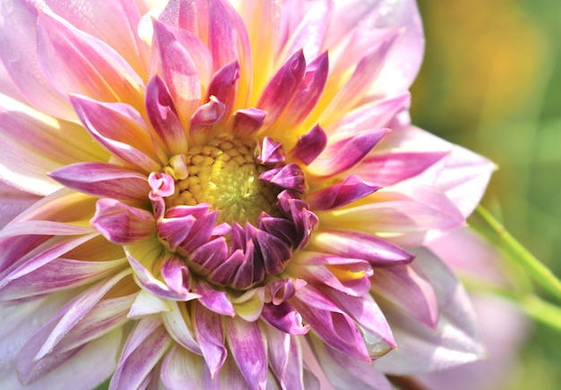 Bloei van dahlia