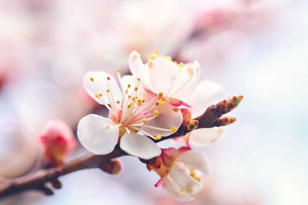 Bloei van de abrikozenboom in de lentetijd met mooie bloemen. Tuinieren. Selectieve aandacht.