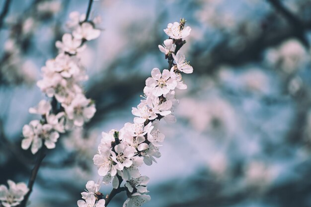 Bloei van de abrikozenboom in het voorjaar met witte mooie bloemen. Macrobeeld met exemplaarruimte. Natuurlijke seizoensgebonden achtergrond.