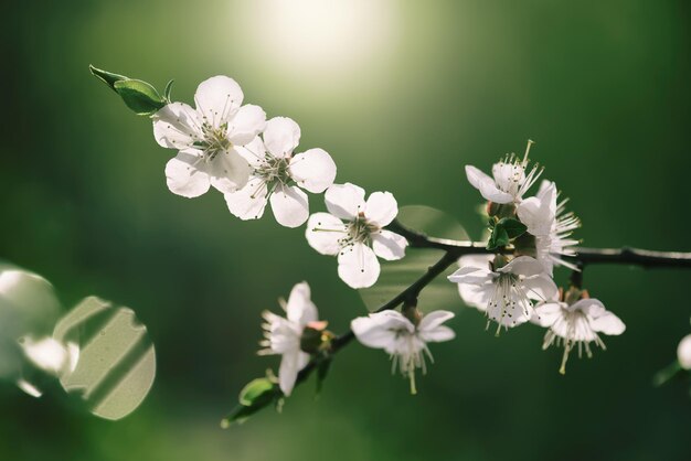 Bloei van de abrikozenboom in het voorjaar met witte mooie bloemen Macrobeeld met kopieerruimte Natuurlijke seizoensachtergrond