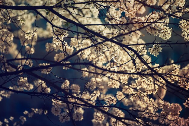 Bloei van de abrikozenboom in het voorjaar met witte mooie bloemen Macrobeeld met kopieerruimte Natuurlijke seizoensachtergrond