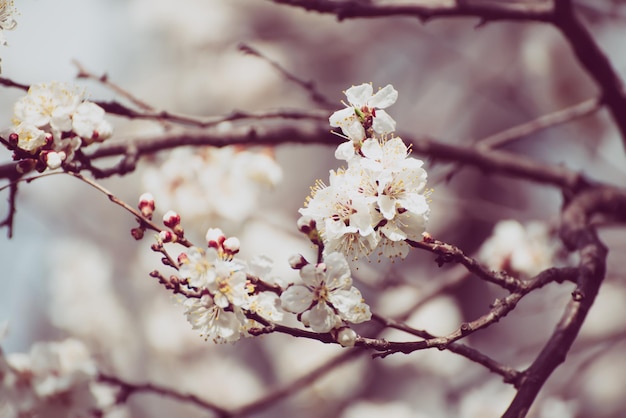 Bloei van de abrikozenboom in het voorjaar met witte mooie bloemen Macrobeeld met kopieerruimte Natuurlijke seizoensachtergrond