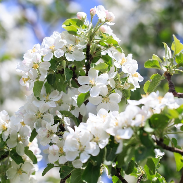 Bloei van de appelboom Lente achtergrond van bloeiende bloemen Prachtige natuurscène met een bloeiende boom Lentebloemen