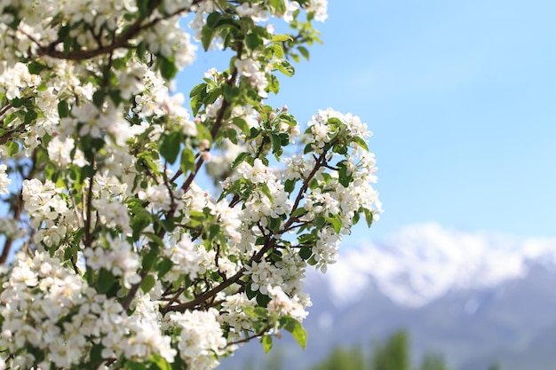 Bloei van de appelboom Lente achtergrond van bloeiende bloemen Prachtige natuurscène met een bloeiende boom Lentebloemen