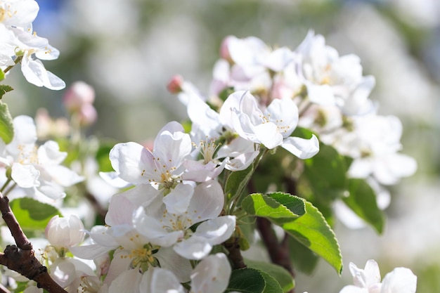 Bloei van de appelboom Lente achtergrond van bloeiende bloemen Prachtige natuurscène met een bloeiende boom Lentebloemen