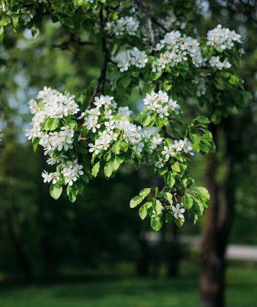 bloei van de lente kersenbloesems heerlijk aroma