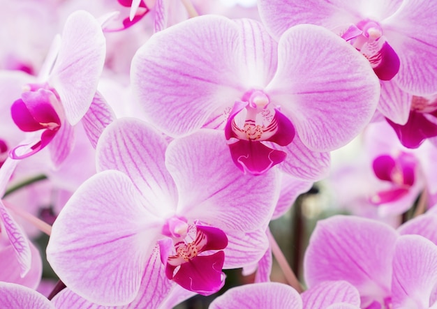 Foto bloei van de verse phalaenopsisorchidee