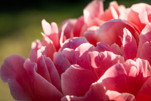 Foto bloei van een delicaat roze pioen van verbazingwekkende schoonheid van dichtbij