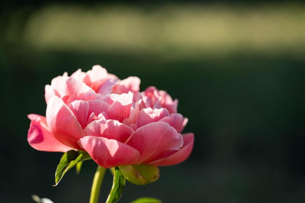 Foto bloei van een delicate roze pioenroos van verbazingwekkende schoonheid