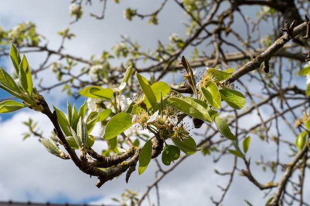 Bloei van een perenboom, close-up