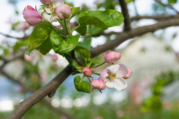 Bloei van jonge perenbloemen. Hoge kwaliteit foto