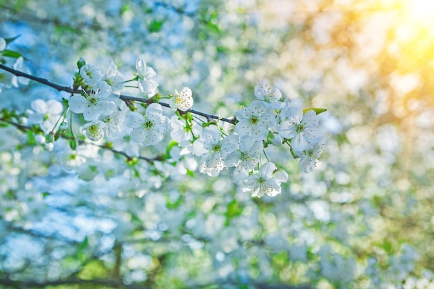 Bloei van kersenboom instagram stijl