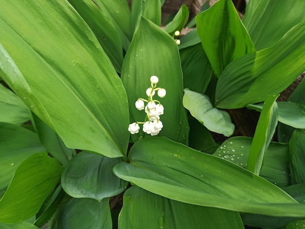 Bloei van lelietje-van-dalen Witte bloemen en groene bladeren van lelietje-van-dalen Een weide van lelietje-van-dalen lentebehang