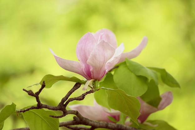 Bloei van magnolia witte bloemen in de lente, retro vintage hipster afbeelding
