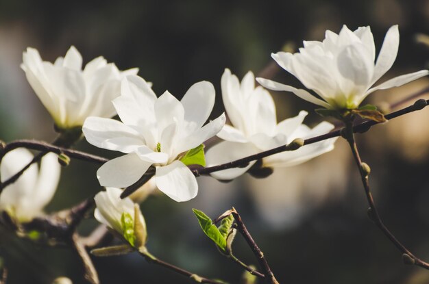 Bloei van magnolia witte bloemen in de lente retro vintage hipster afbeelding