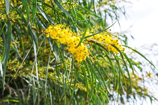 Bloei van mimosa-acacia in de lente