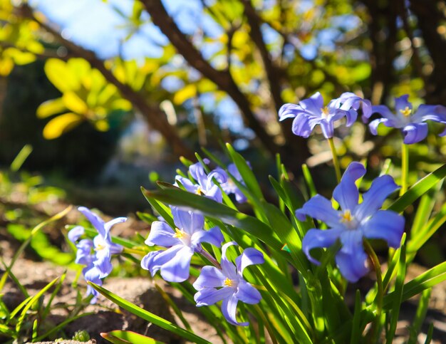 Bloei van mooie blauwe bloemen chionodoxa in de lentetuin