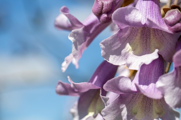 bloei van paulownia in de lente