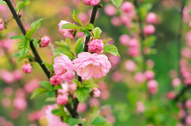 Bloei van sakura-bloemen