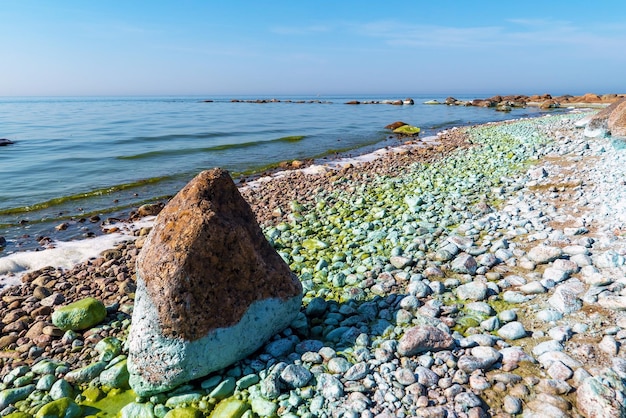 Bloei van water blauwgroene algen in de buurt van de kust van de Finse Golf Repino Sint-Petersburg