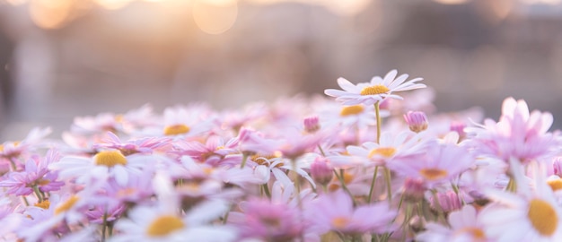 Bloei van witte paarse madeliefjes met zonlicht en bokeh achtergrond, tuinieren concept, panorama