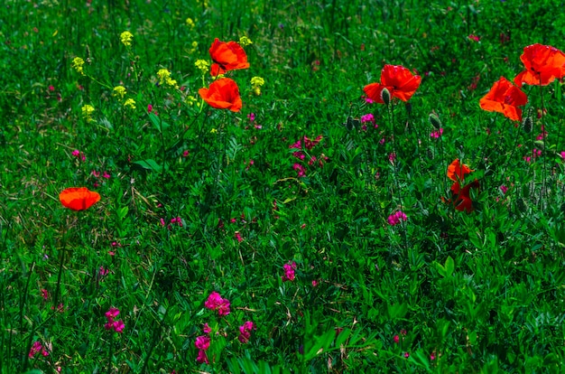 Bloei wilde rode papaverbloemen met een aardig onduidelijk beeld bokeh op de achtergrond van groen gras