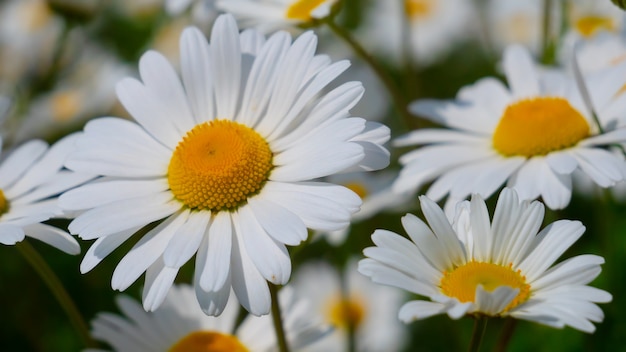 Bloeide kamillebloemen op een gebied