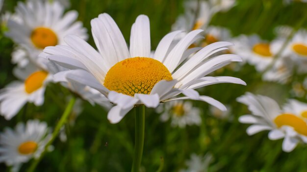 Bloeide kamillebloemen op een gebied