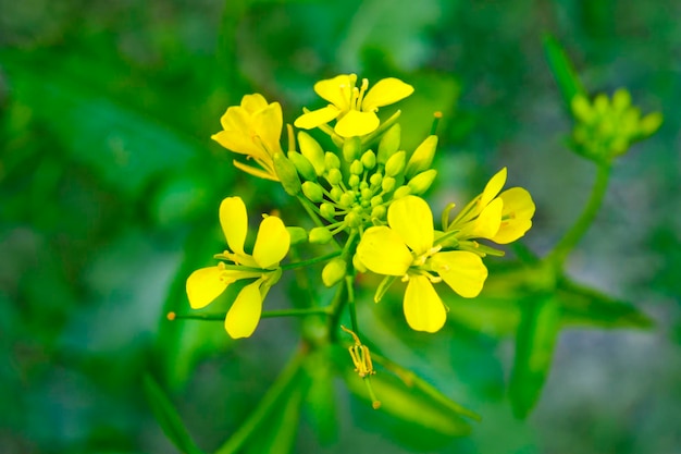 Foto bloeide mosterdbloemen close-up uitzicht op de velden