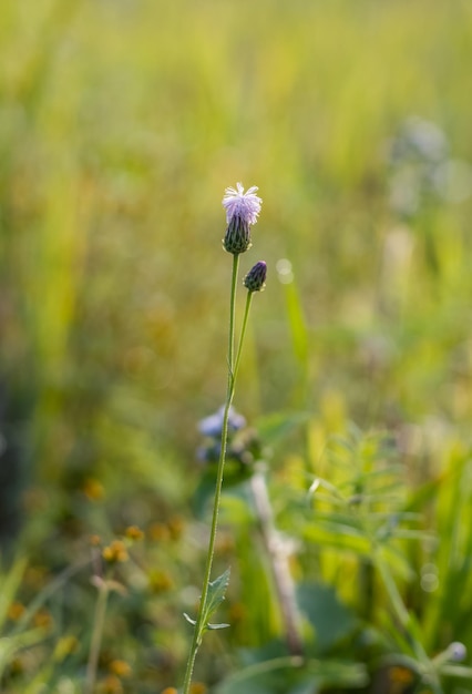 Bloeide wilde bloemen op een gedroogd meer close-up shot met selectieve focus